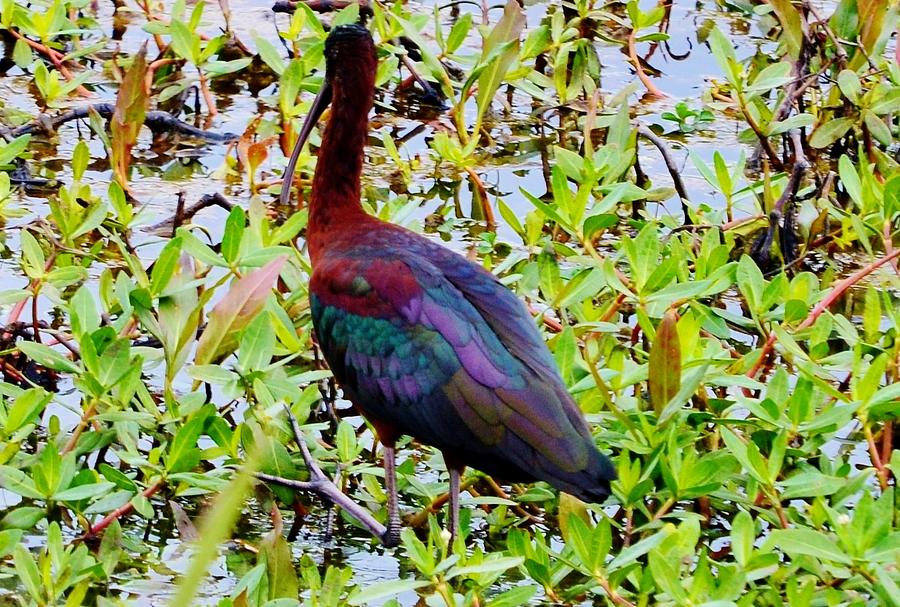 Glossy Ibis 2 Photograph by Eileen Brymer