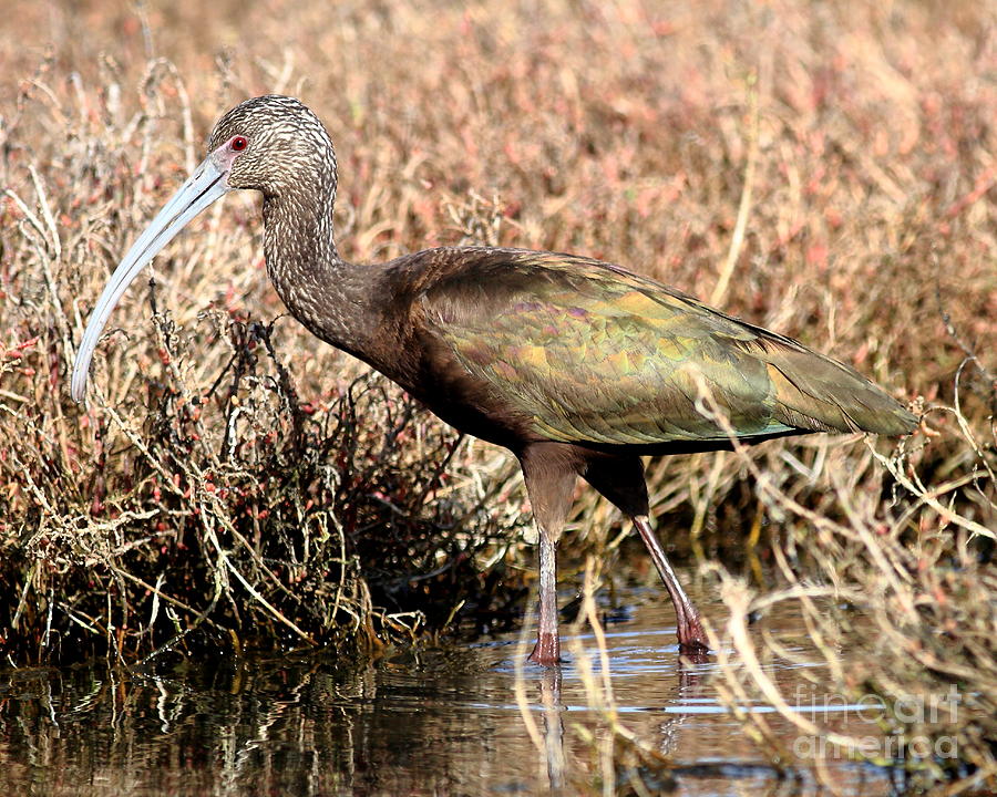 Glossy Ibis . 7D5060 Photograph by Wingsdomain Art and Photography