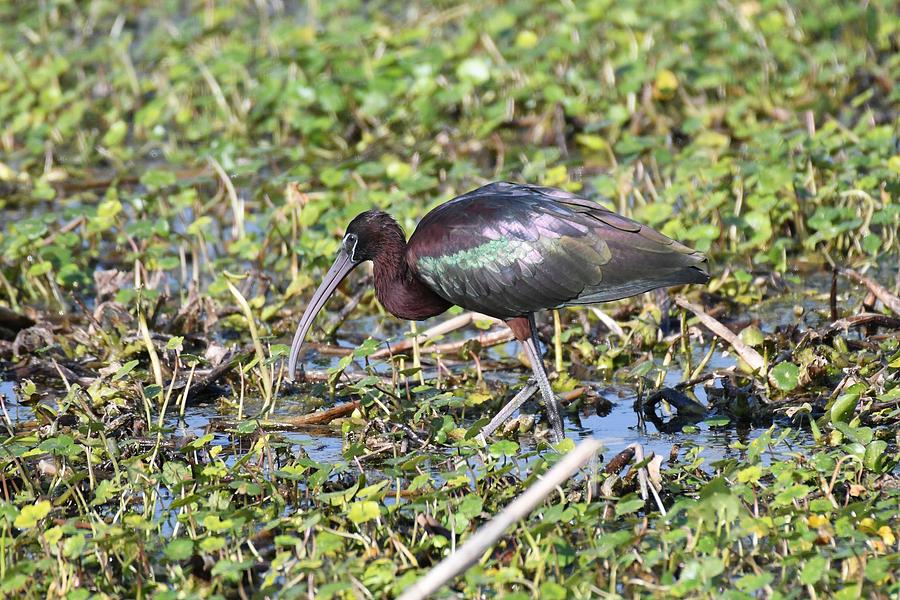 Glossy Ibis Photograph by David Campione