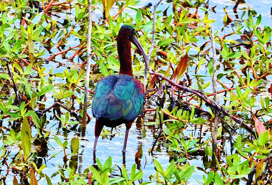Glossy Ibis Photograph by Eileen Brymer