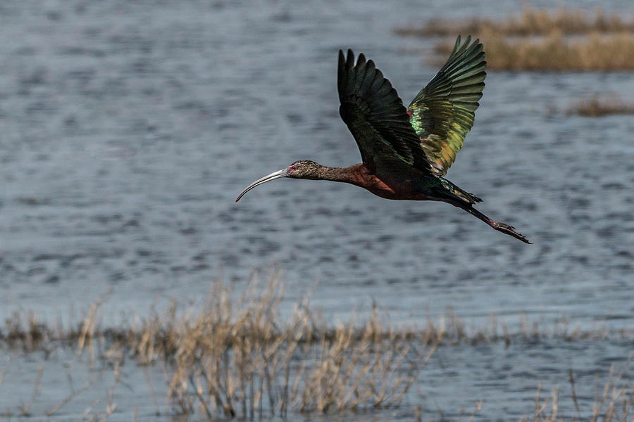 Glossy Ibis Flight #1 Photograph by Patti Deters