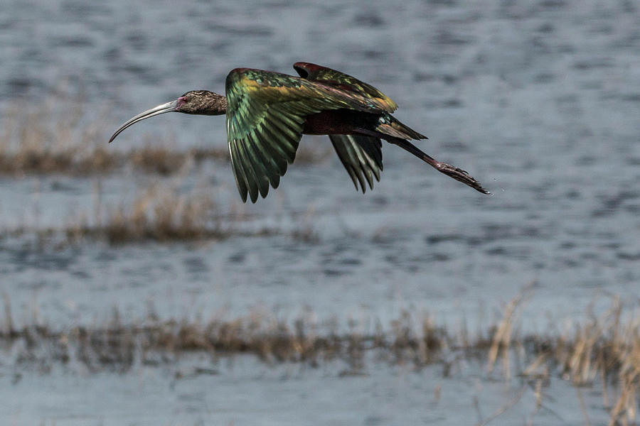 Glossy Ibis Flight #2 Photograph by Patti Deters