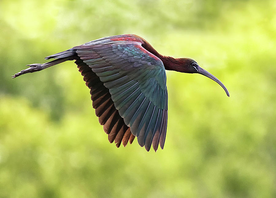 Glossy Ibis Flight Photograph by Art Cole