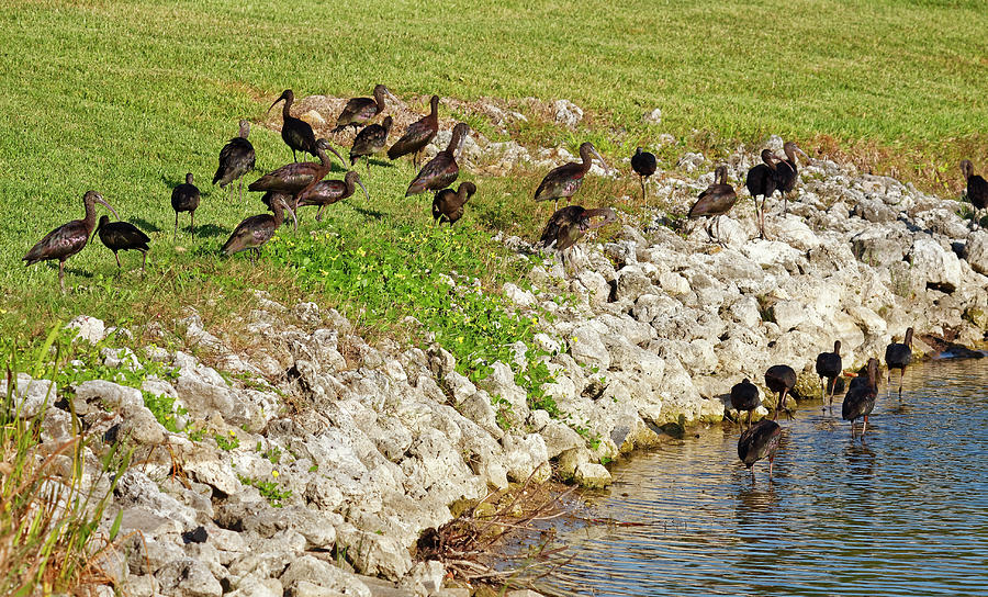 Glossy Ibis Group Photograph by Sally Weigand