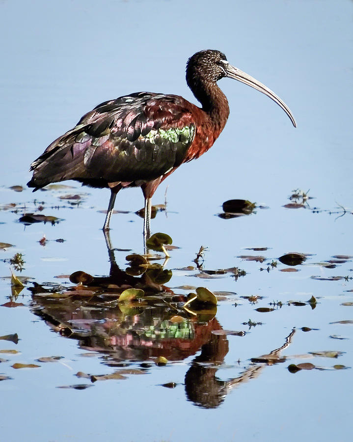 Glossy Ibis II Photograph by Dawn Currie