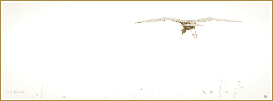 Glossy Ibis in Flight Photograph by A Macarthur Gurmankin