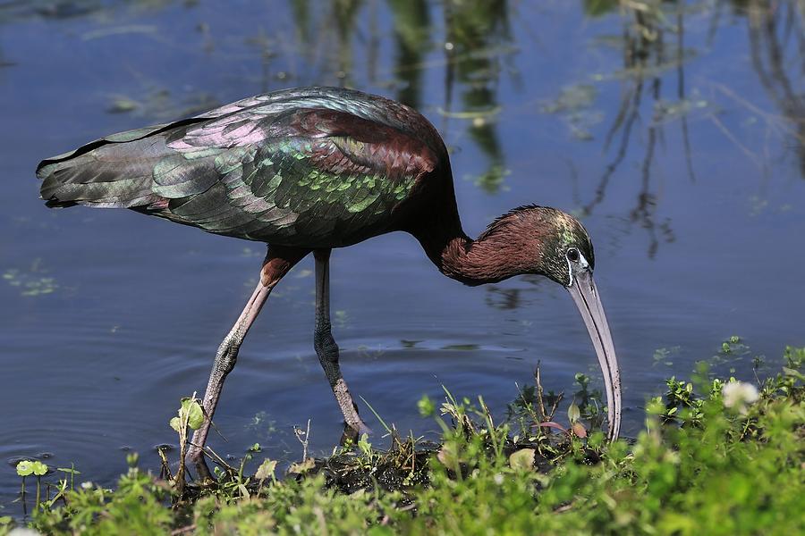 Glossy Ibis in Pond Photograph by Bradford Martin