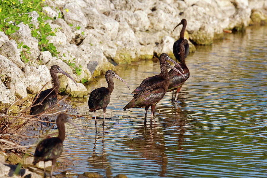 Glossy Ibis in Water Photograph by Sally Weigand