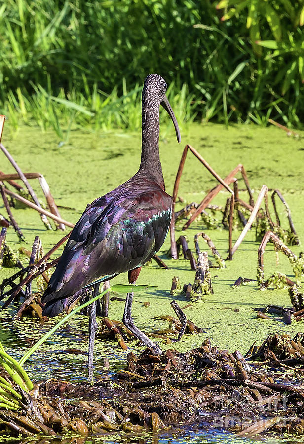 Glossy Ibis in winter adult plumage Photograph by Rodney Cammauf