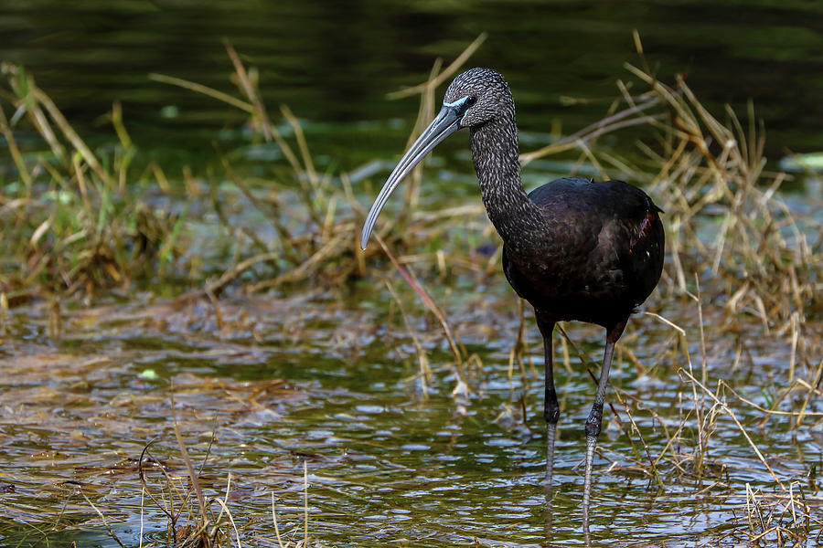 Glossy Ibis Photograph by Juergen Roth