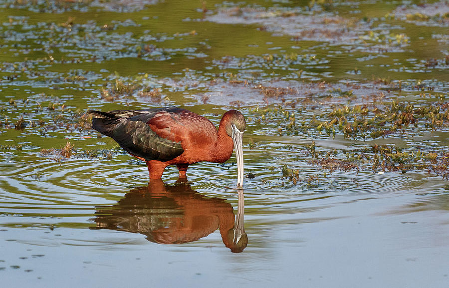 Glossy Ibis Photograph by Les Greenwood