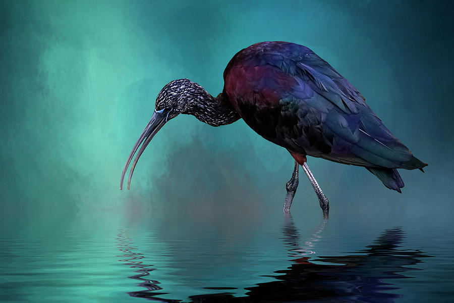 Ibis Photograph - Glossy Ibis Looking For Breakfast by Cyndy Doty