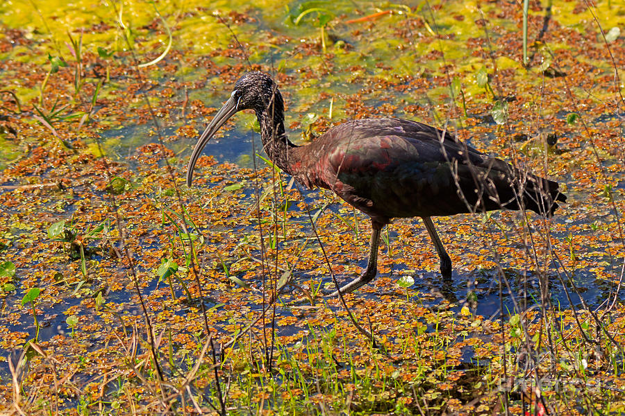 Glossy Ibis Photograph - Glossy Ibis by Louise Heusinkveld