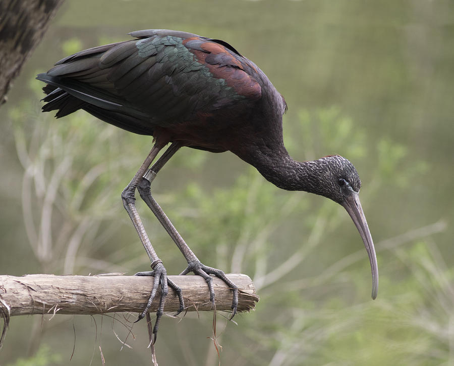 Glossy ibis Photograph by Masami Iida