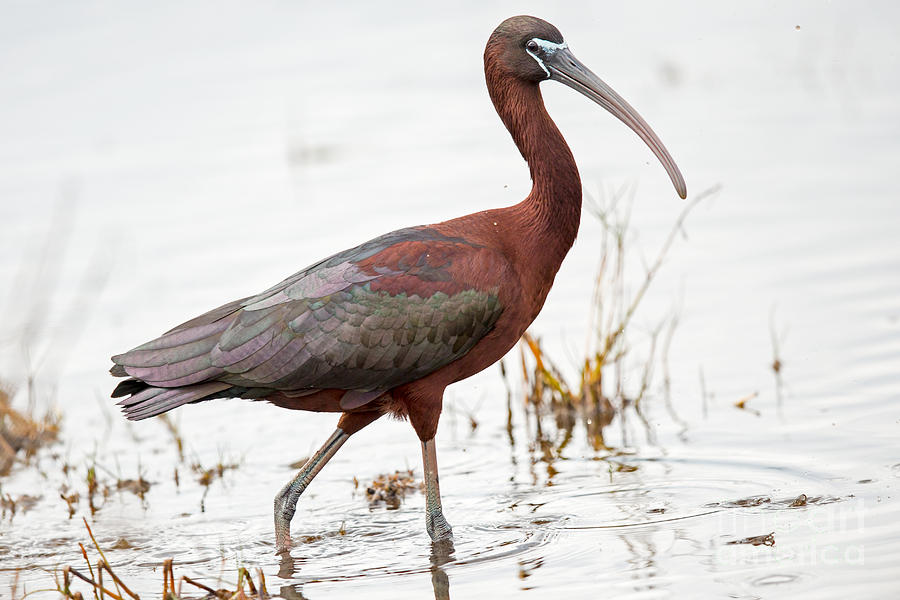 Ibis Photograph - Glossy Ibis Portrait by Natural Focal Point Photography