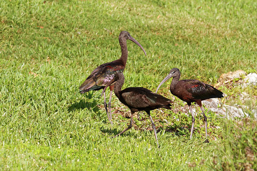 Glossy Ibis  Photograph by Sally Weigand