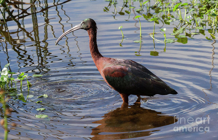 Glossy Ibis wading Photograph by Rodney Cammauf