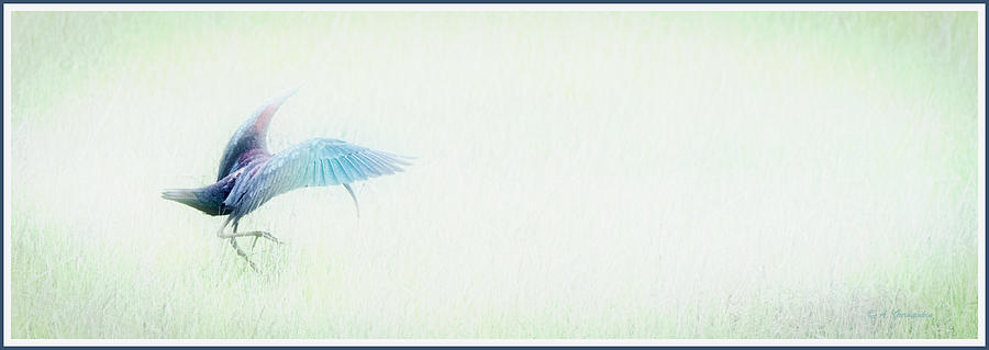 Glossy Ibis, Wing Display Photograph by A Macarthur Gurmankin