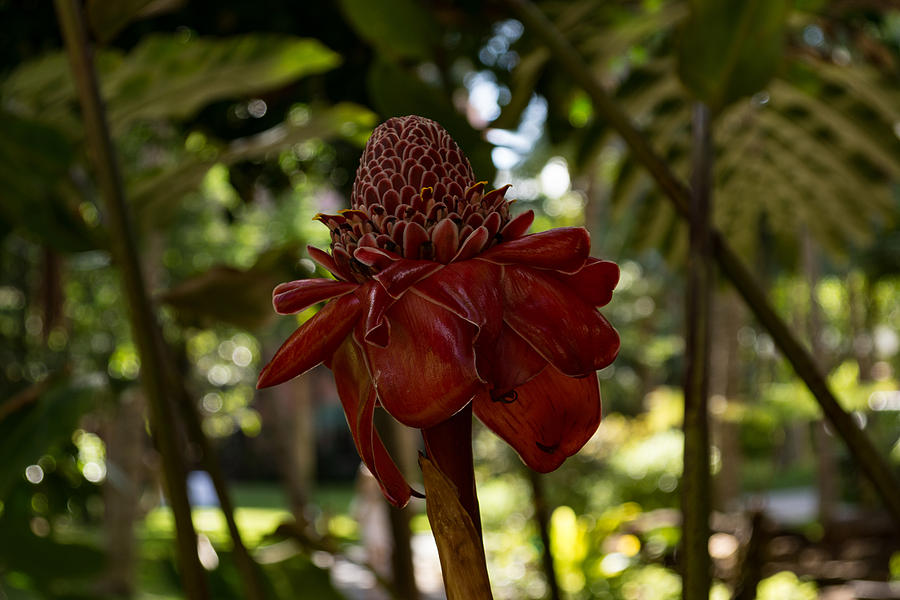 Glossy Jewel in the Jungle - Red Torch Ginger Lily Photograph by Georgia Mizuleva