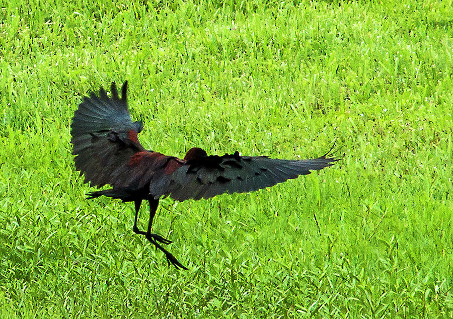 Glossy Ibis Photograph - Glossy Landing by Norman Johnson Glossy Ibis Photograph - Glossy Landing by Norman Johnson