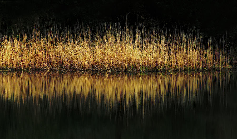 Glow And Reflections At Lakes Edge Photograph by Gary Slawsky
