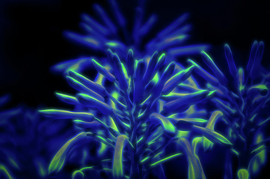 Glow In The Dark Aloe Flower Photograph