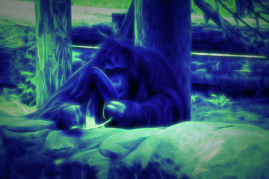 Glow in the Dark Orangutan Photograph by Aimee L Maher ALM GALLERY