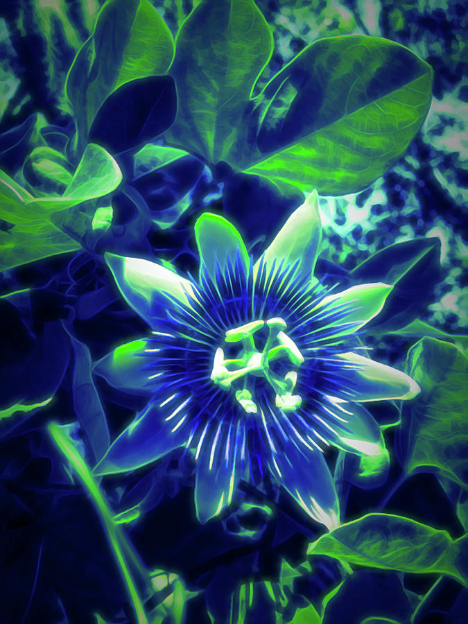 Glow in the Dark Passion Flower 1 Photograph by Aimee L Maher ALM GALLERY