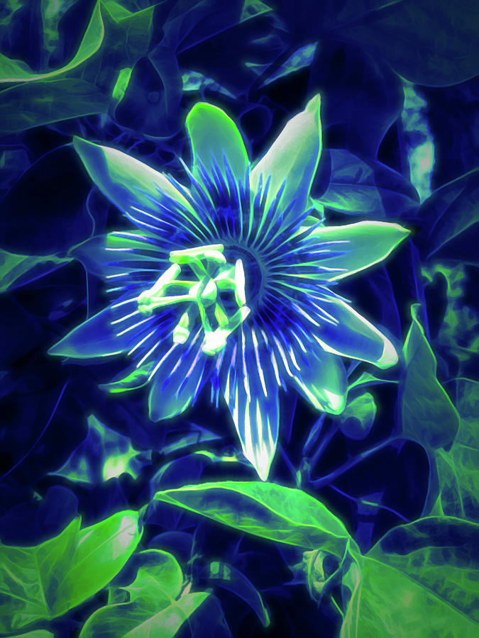 Glow in the Dark Passion Flower 4 Photograph by Aimee L Maher ALM GALLERY