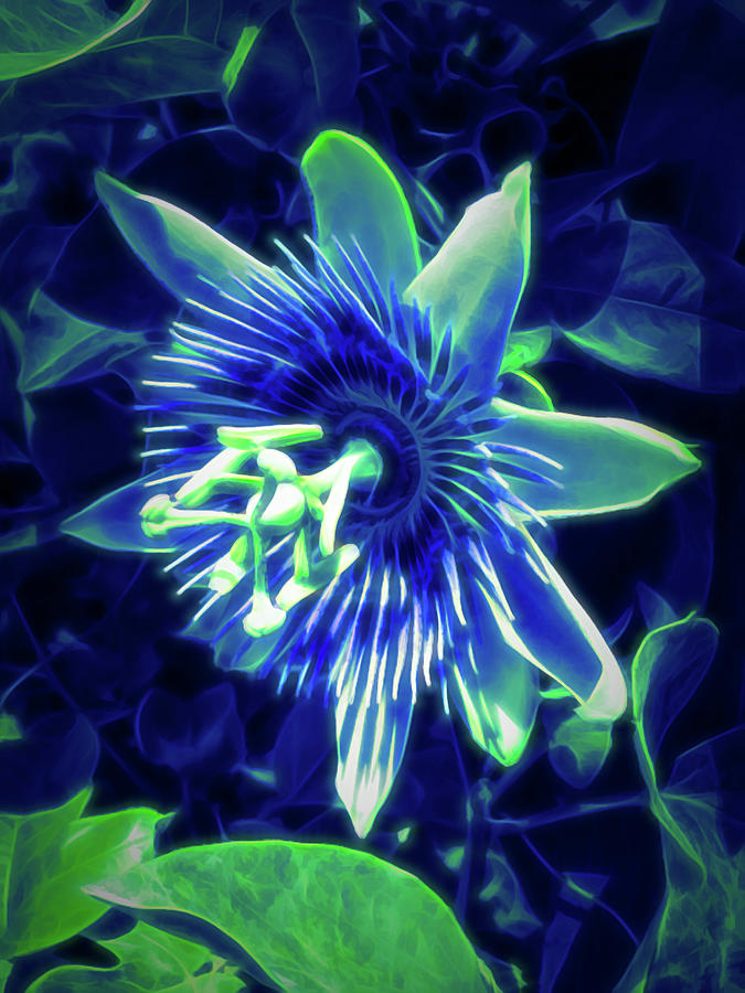 Glow in the Dark Passion Flower 5 Photograph by Aimee L Maher ALM GALLERY
