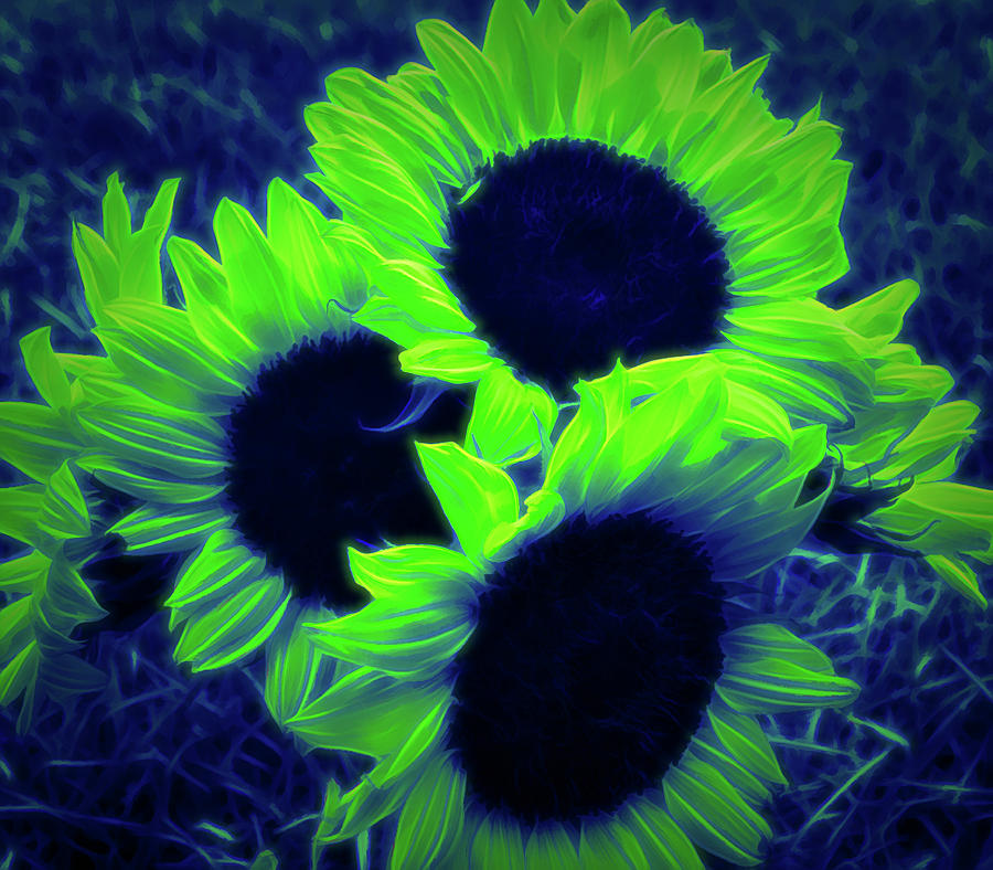 Glow in the Dark Sunflower Bouquet Photograph by Aimee L Maher ALM GALLERY