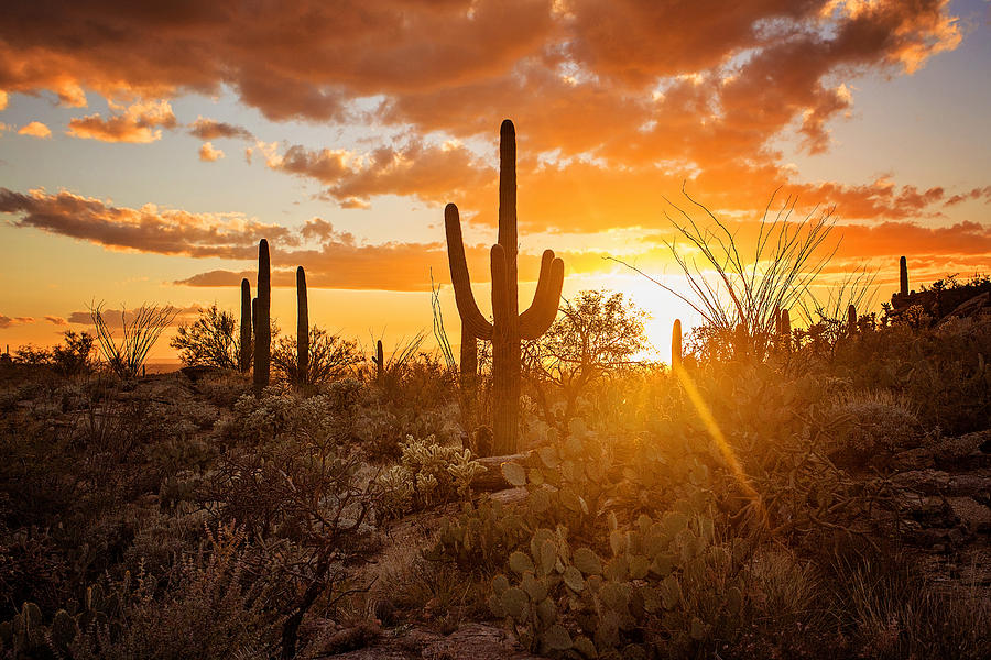 Glow in the desert Photograph by Anita McLeod