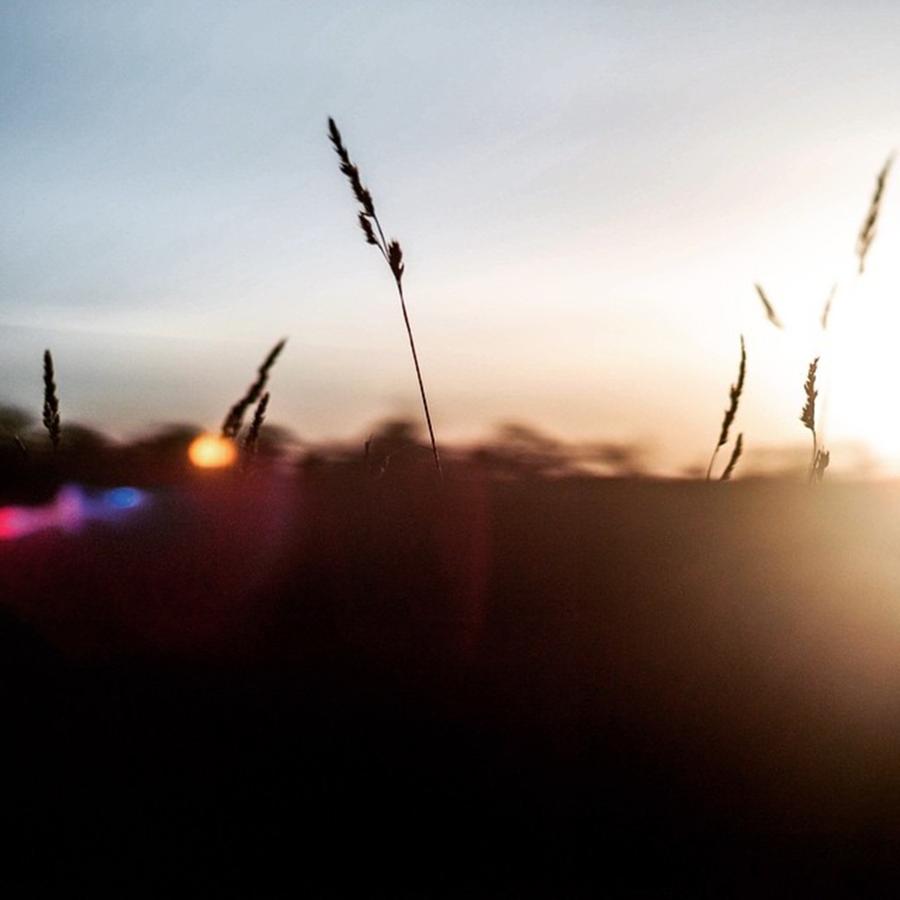 Sunset Photograph - Glow Of Wild Grasses by Aleck Cartwright