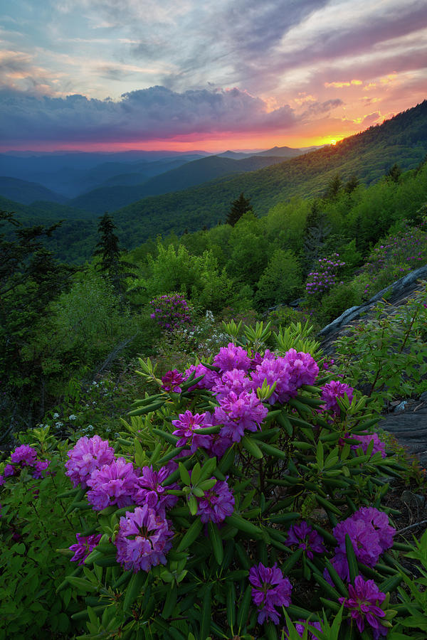 Glow on Rhododendrons in Blue Ridge Parkway Photograph by JW Photography