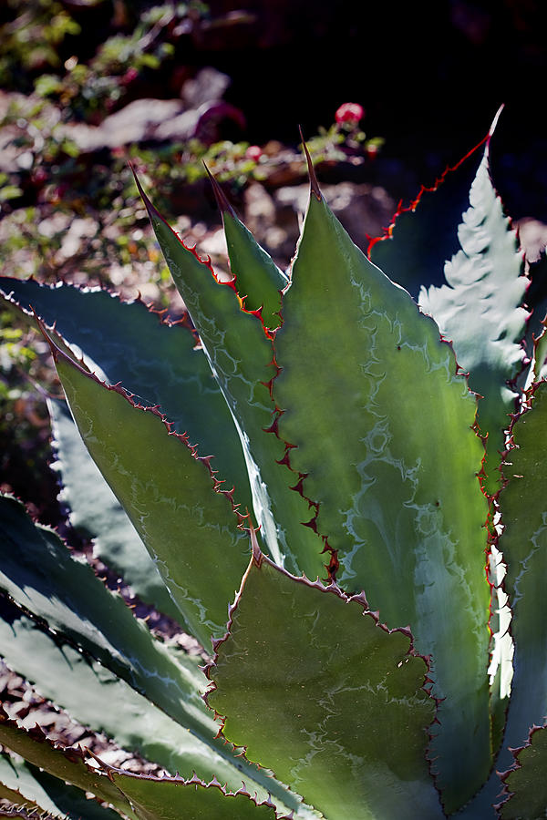 Glowing Agave Photograph by Phyllis Denton