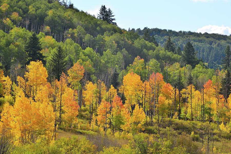 Glowing Aspens along Highway 62 Photograph by Ray Mathis
