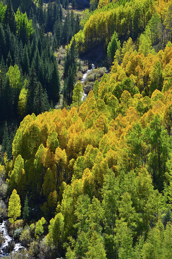 Glowing Aspens Below Million Dollar Highway Photograph by Ray Mathis