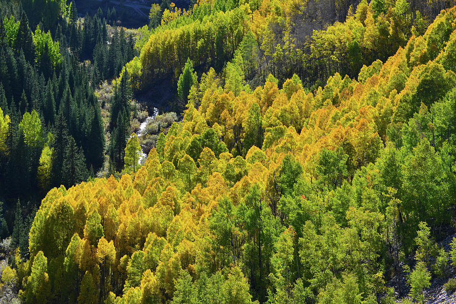 Glowing Aspens in the Valley Below Highway 550 Photograph by Ray Mathis