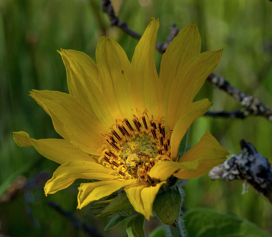 Glowing Balsam Photograph by Jean Noren