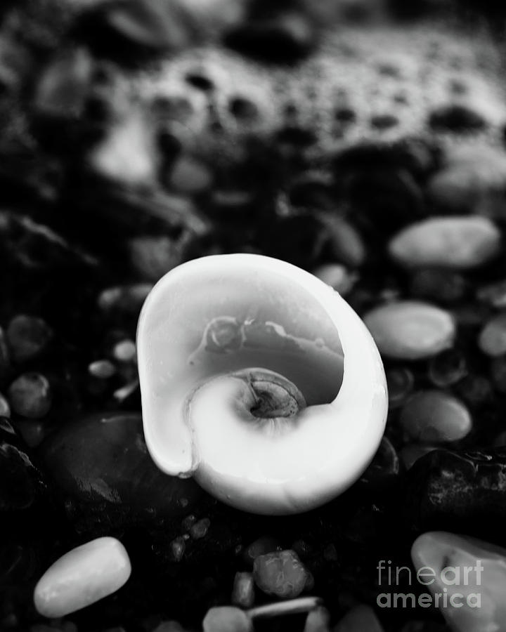 Glowing Beach Shell Black and White Coastal Nature Photo Photograph by PIPA Fine Art - Simply Solid