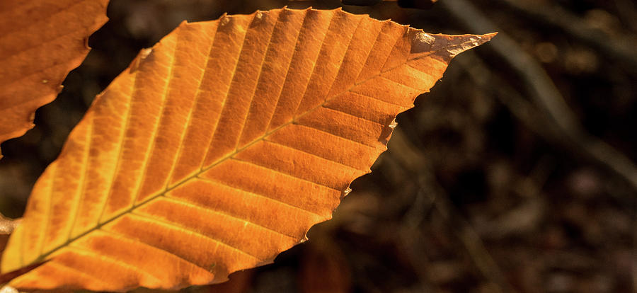 Glowing Beech Leaf In Evening Sun Photograph