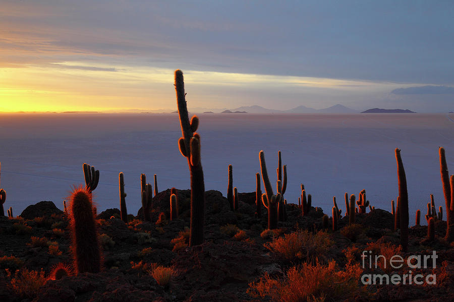 Glowing Cacti Salar de Uyuni Bolivia Photograph by James Brunker