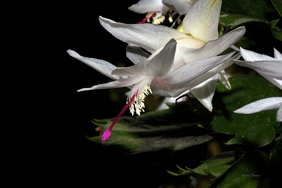 Glowing Christmas Cactus Flower Photograph by Phyllis Denton