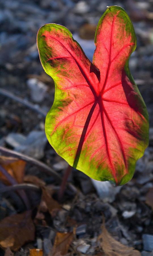 Glowing Coladium Leaf Photograph