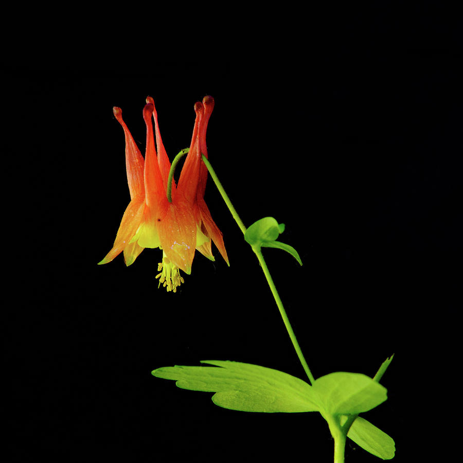 Glowing Colombine Photograph by David Heilman