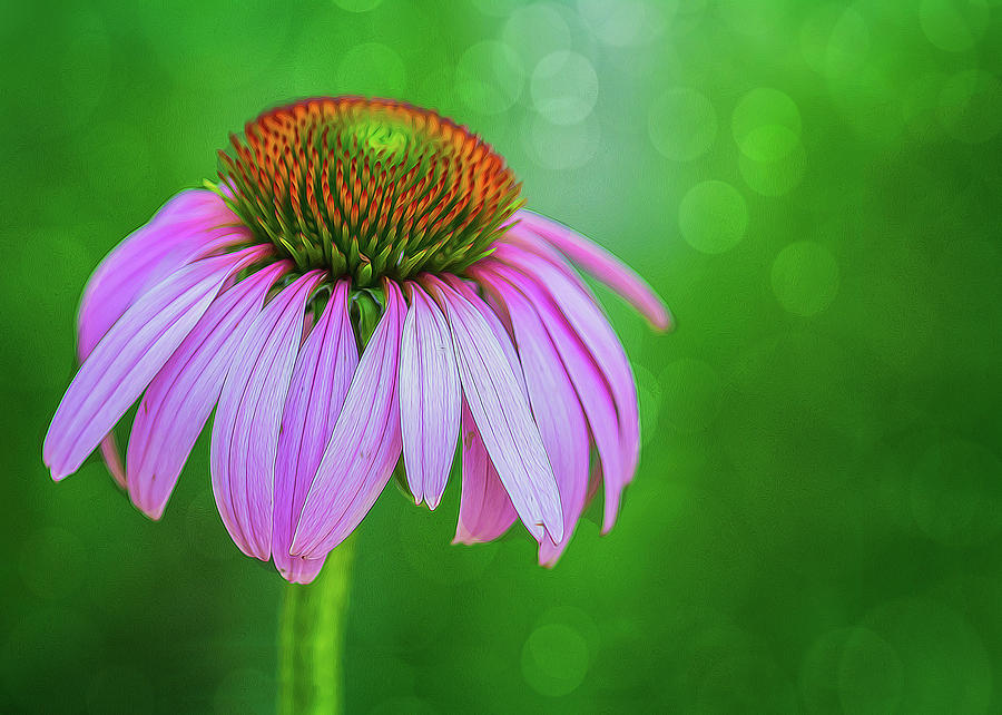 Glowing Cone Flower Photograph by Cathy Kovarik