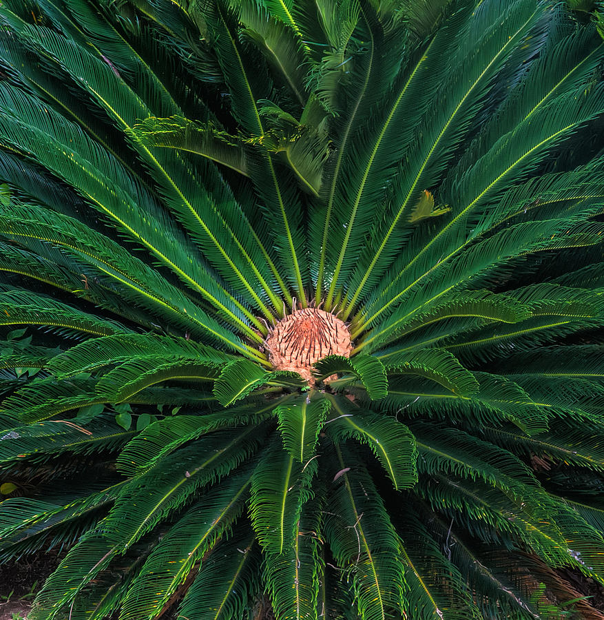Glowing Cycad Plant Photograph by Gary Slawsky