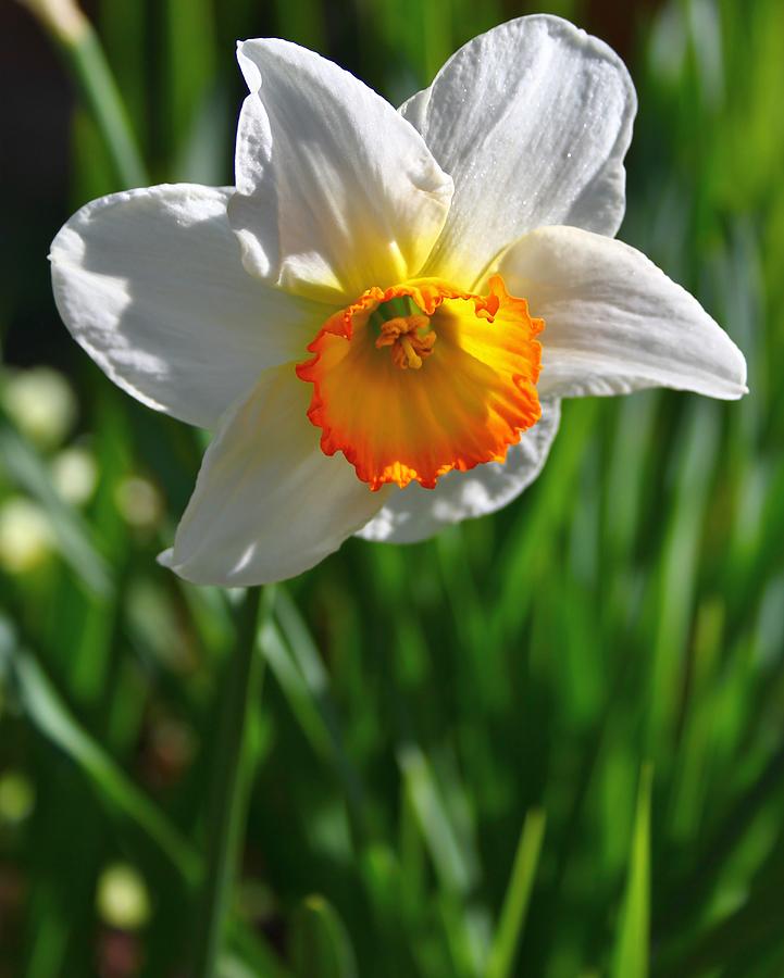 Glowing Daffodil 1 Photograph by Mo Barton - Fine Art America