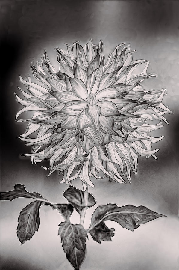 Black And White Photograph - Glowing Dahlia by Claude LeTien