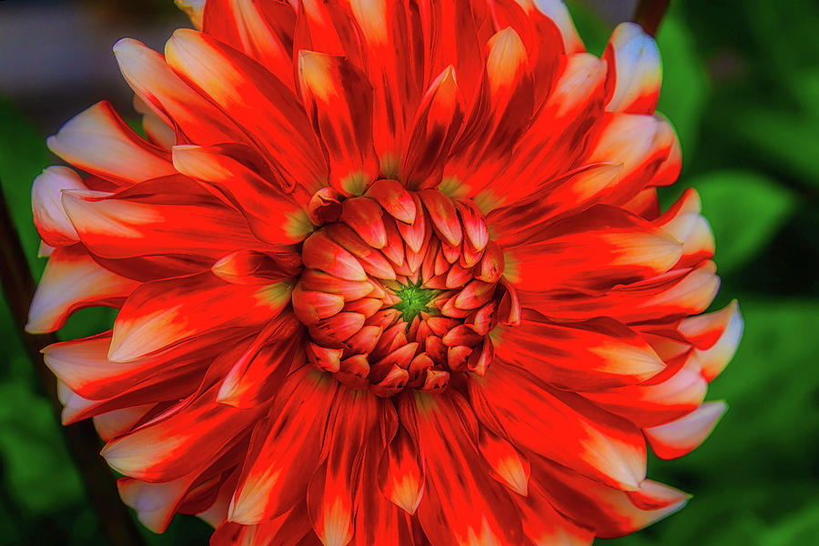 Glowing Dahlia Photograph by Garry Gay